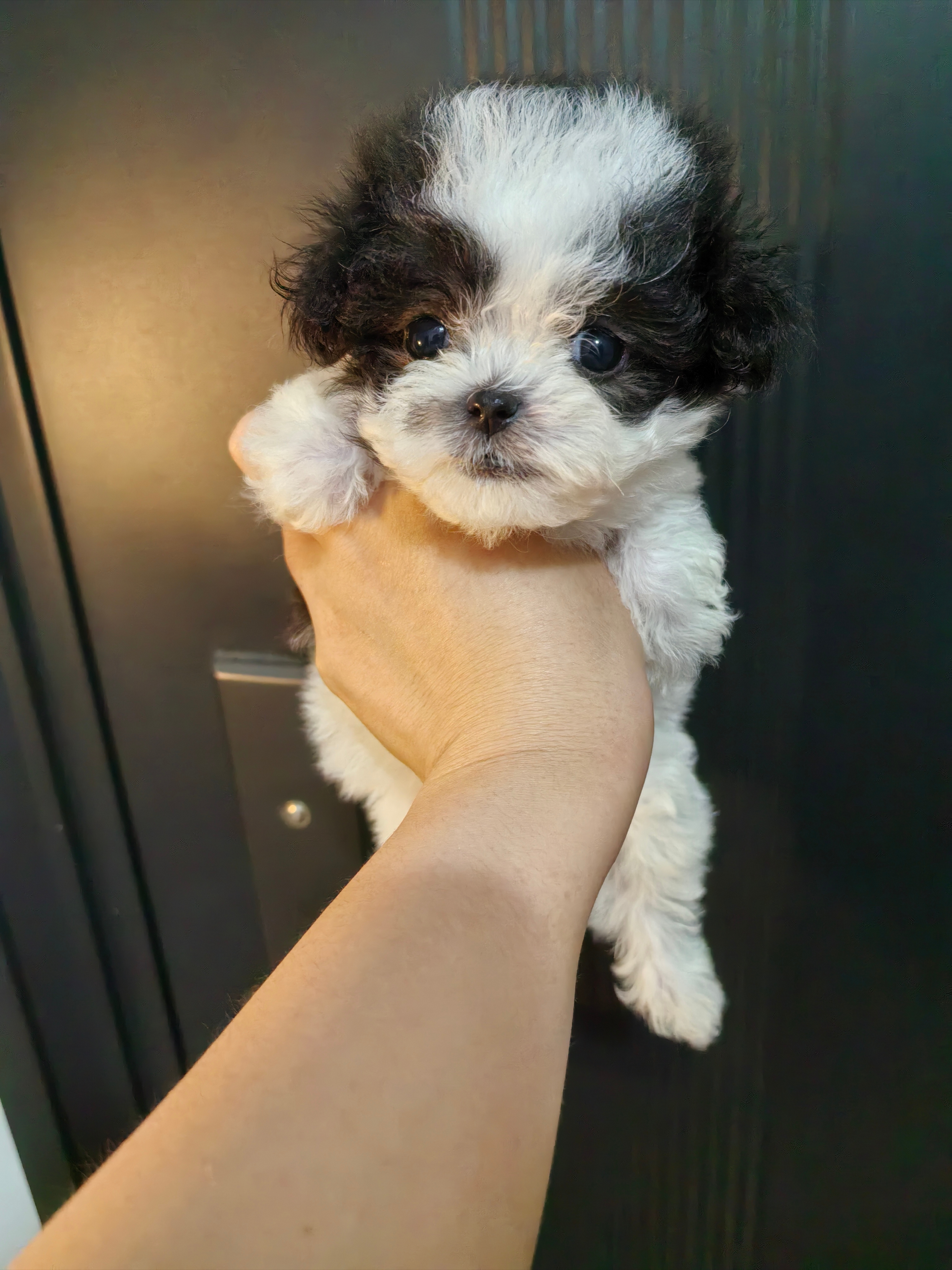 超小体灰白花马尔泰